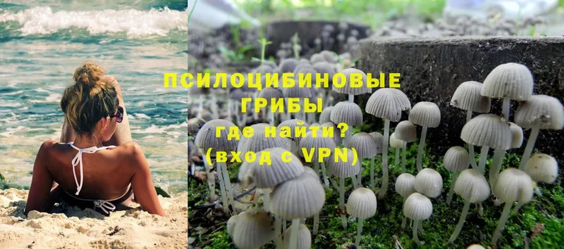 Псилоцибиновые грибы Cubensis  блэк спрут ССЫЛКА  Камышин 